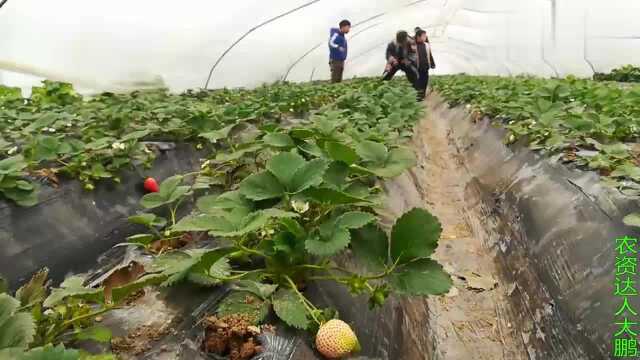 客户2个草莓棚,三亩地,收入12万,今天带孩子去摘草莓