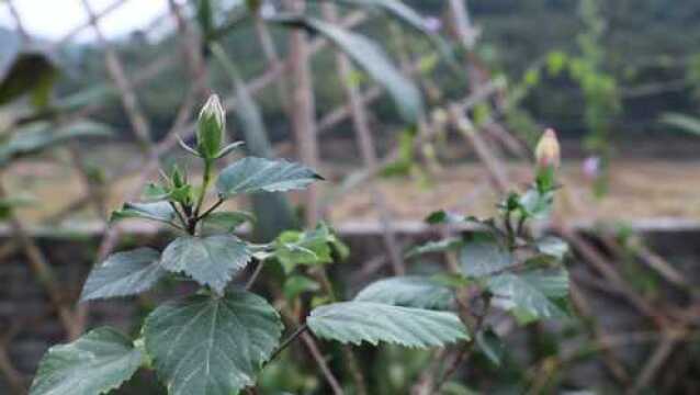 养扶桑花掌握这几点,寒冷的冬季也能开花