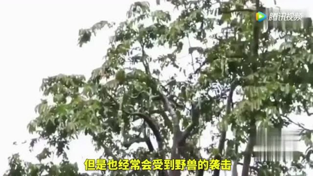 泰国圣树结出女人果!专卖中国游客!