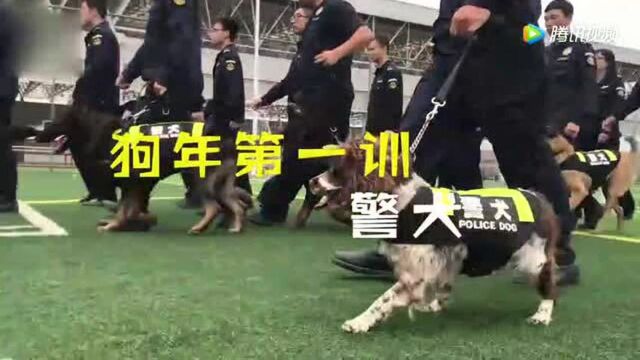 狗年首训!警犬也要考科目一二三四!