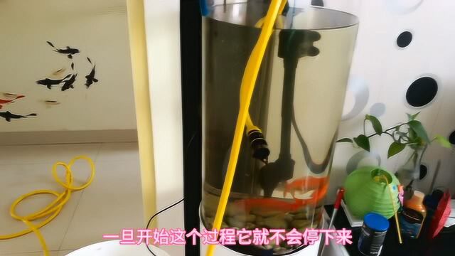 过年鱼缸换新水,小伙入手了一个长水管,轻松搞定