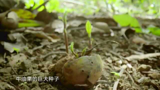 水果传:牛油果种子巨大,为嫩芽提供更多的营养成分,自给自足繁衍后代