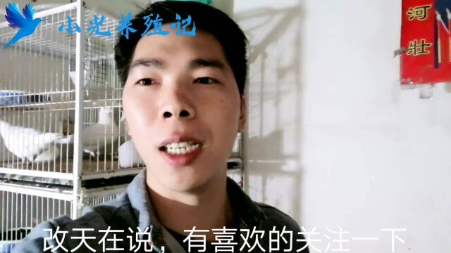 小光养殖记:新手养殖鸽子教学视频