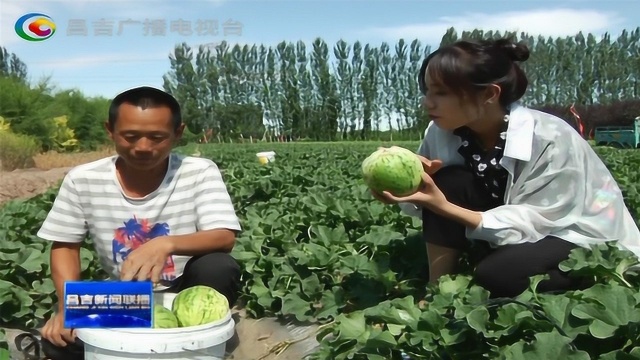 昌吉市:打造特色产业 助力乡村振兴