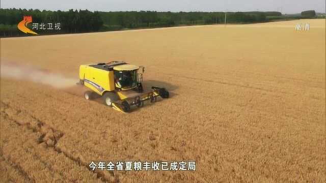 机收面积超九成千粒重比上年增加——河北:今年夏粮丰收已成定局