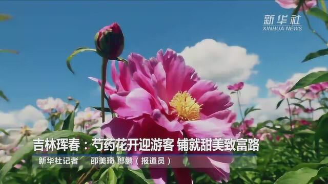 吉林珲春:芍药花开迎游客 铺就甜美致富路