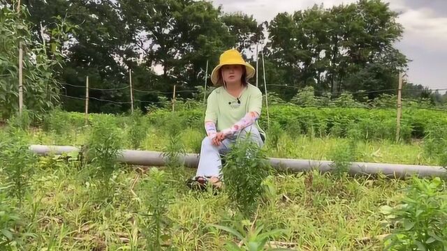 这种药材市场很稀缺,一斤卖10元只涨不跌,种植门槛低利润高!