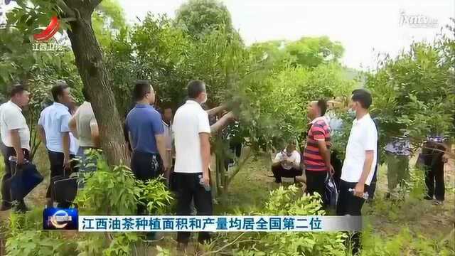 江西油茶种植面积和产量均居全国第二位