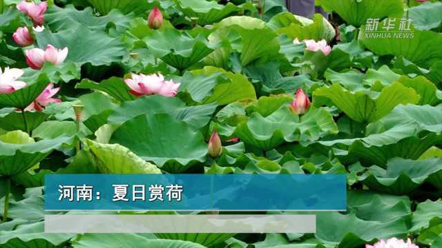 河南:夏日赏荷