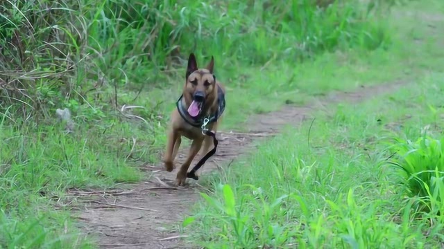 警犬来啦:女孩深山失踪,警犬华哨一路狂奔搜索,晚一秒都会出事