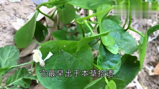 这个植物土豪家喜欢种因为它叫千金藤也叫金线吊乌龟天膏药价值高