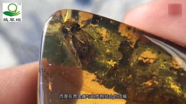 虫珀大家都见过!为什么这块虫珀一身黄金甲