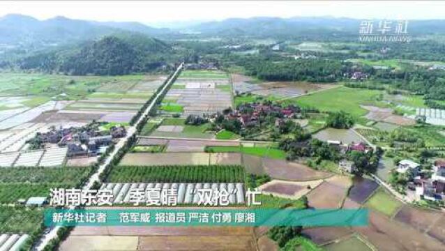 湖南东安:季夏晴 “双抢”忙