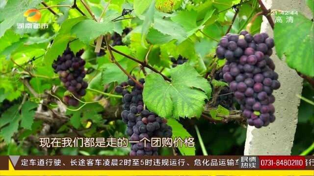 东方黑珍珠葡萄丰收上市 园主改变思路直播卖货 带领贫困户脱贫!