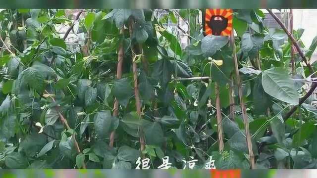 河南新密:今天终于下雨了,这雨真的很令人期待!