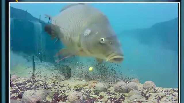 黄河水很浑浊,为啥里面还有鱼生存?里面的鱼都是吃黄沙长大的吗