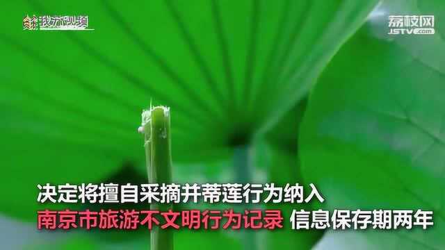 擅采并蒂莲成南京首例“记录在案”不文明行为