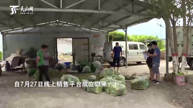 新疆乌苏:供销直通车解决菜农卖菜难