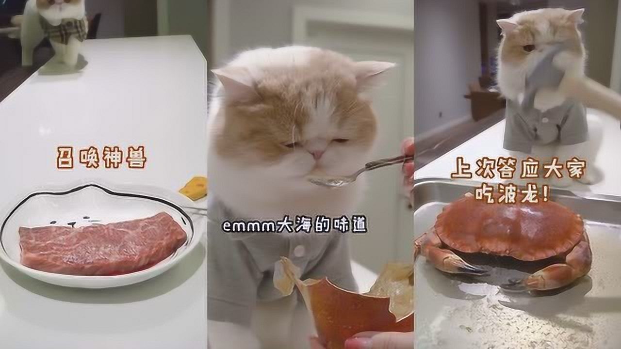 怀特喵先生的日常伙食也太好了吧吃的比我都好