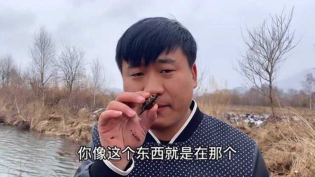 东北的海陆空,当地叫鳖盖子卖上百块一斤,但是没几个人敢吃!