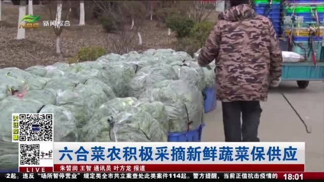 南京:六合菜农积极采摘新鲜蔬菜保供应