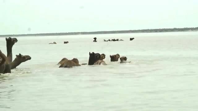 生活在沙漠里的骆驼,集体游过宽阔的河流