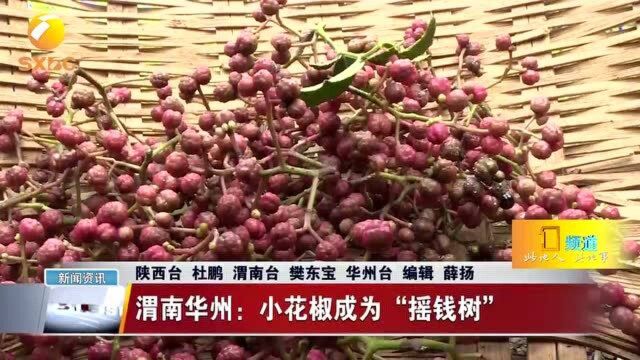 渭南华州:小花椒成为“摇钱树”