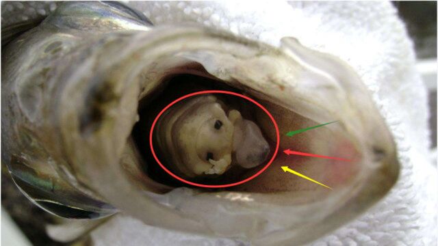 缩头鱼虱的真实面目有多可怕?吃掉宿主舌头,然后取而代之!