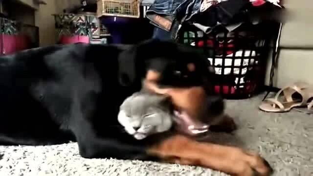 猫咪被狗狗紧紧的抱住,那表情太搞笑了