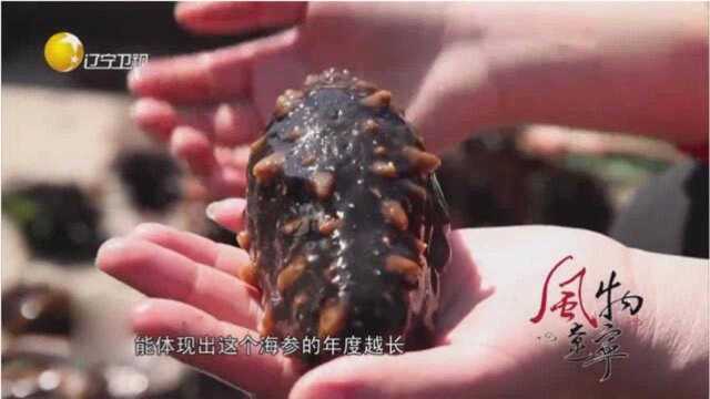 探秘海洋岛寻找会跳舞的海参,辽宁省海参领头羊!