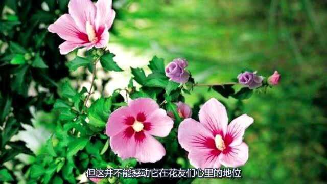 2分钟学会小木槿的养护常识,开花多花期长,让家变成花的海洋