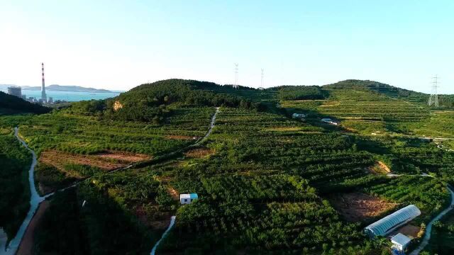 威海无花果“抢鲜”上市香甜软糯惹人爱