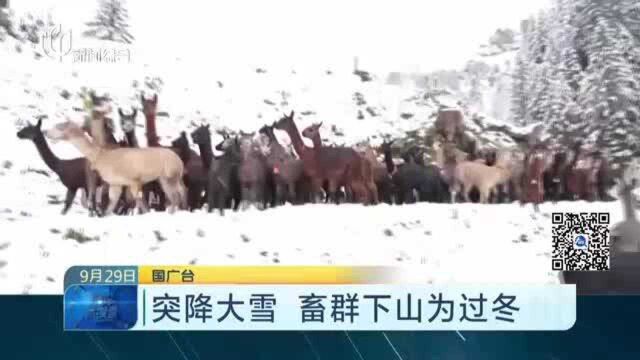 突降大雪 畜群下山为过冬