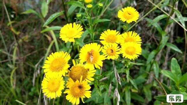 野山花开正娇美,一起来看山花荟萃