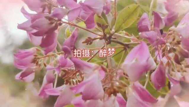 #阿花的追星故事#花鸟草虫篇秋天开的花《小雀花》!