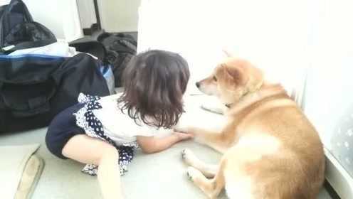 【腾讯视频】 柴犬被小女孩打屁股没做出任何反应，看柴犬的样子是习惯了