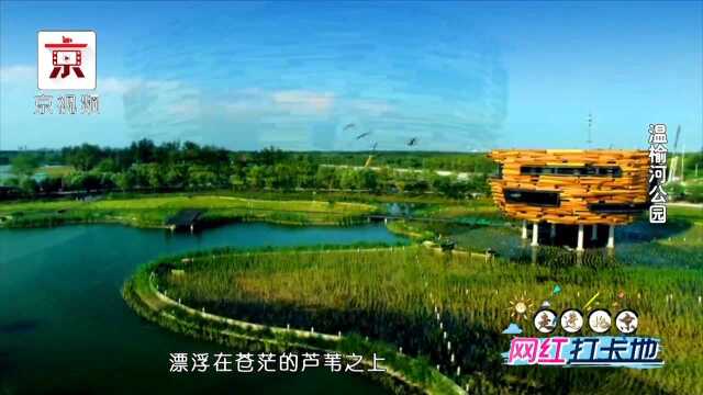 北京最大“绿肺”中,竟有如此壮观的鸟类栖息场景