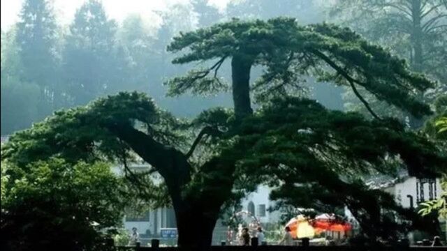 中国最古老的五棵古树,比金丝楠木还珍贵,第一棵寿命超过五千年