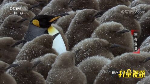 冬天来临，毛茸茸的小企鹅们挤在一起取暖，模样太呆萌