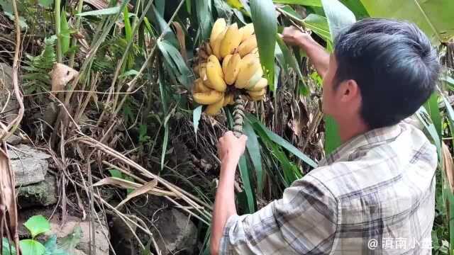 没人管理的芭蕉地到处是熟透的芭蕉,小伙直接挑了一串大的回家