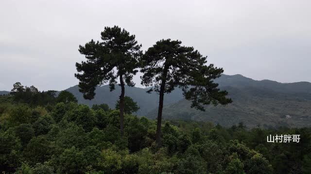 湖南大山发现两棵奇怪的树,当地人称它们为夫妻树,真是巧夺天工