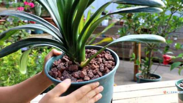 新手养兰花和君子兰,试试这种植料,养十年也不烂根