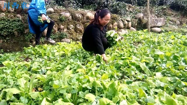 满院的新鲜菜秧,农村大姐扯回家自己栽种,这样它就会茁壮成长