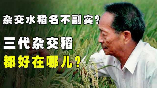 杂交水稻名不符实?袁隆平杂交水稻都好在哪儿?连美国都甘拜下风