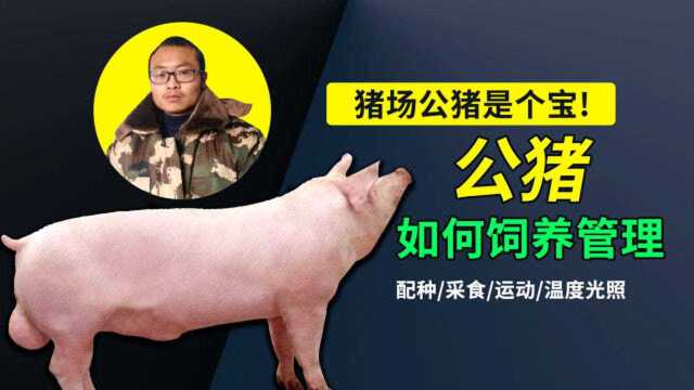 公猪养殖是个宝,如何饲养管理好,这8个注意事项你知道吗?