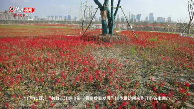 【共舞长江经济带ⷧœ‹高质量发展】 看“生态花海”点缀江岸线 这个城市绿色发展指数江苏省第一