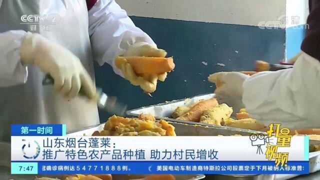 山东烟台蓬莱:推广特色农产品种植,助力村民增收致富