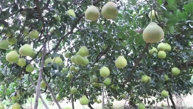 (视频)农商对结 消费扶贫 江永日销售600吨香柚香芋