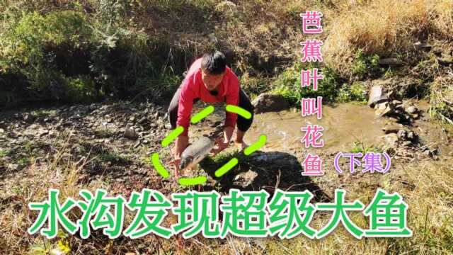 水库边抓到超级大鱼王,小红找来芭蕉叶,居然做起了“叫花鱼”