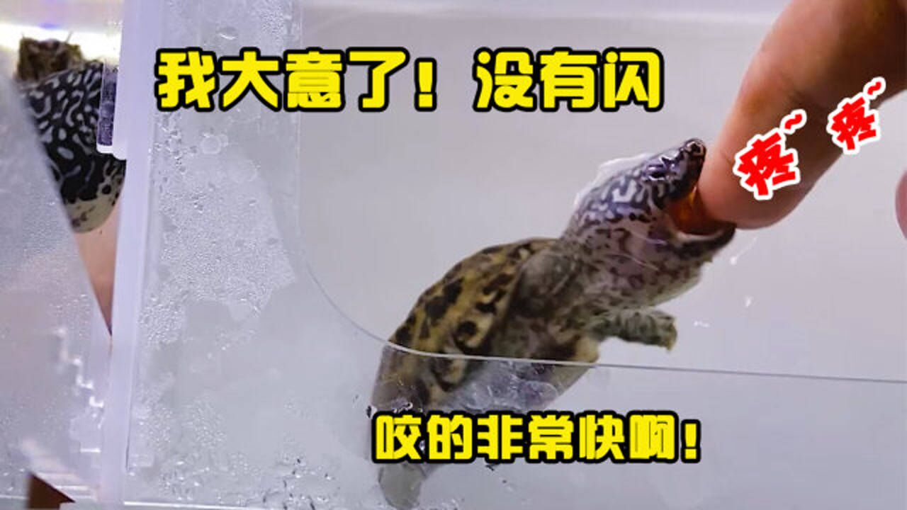 我大意了,没有闪,墨蛋直接一口咬到我的手指,很快啊!_腾讯视频